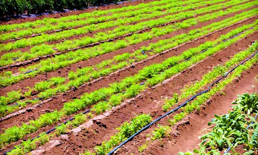 se reanudará entrega de los paquetes agrícolas