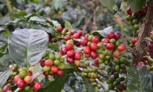 BID Aprueba $45 millones para sector cafetero